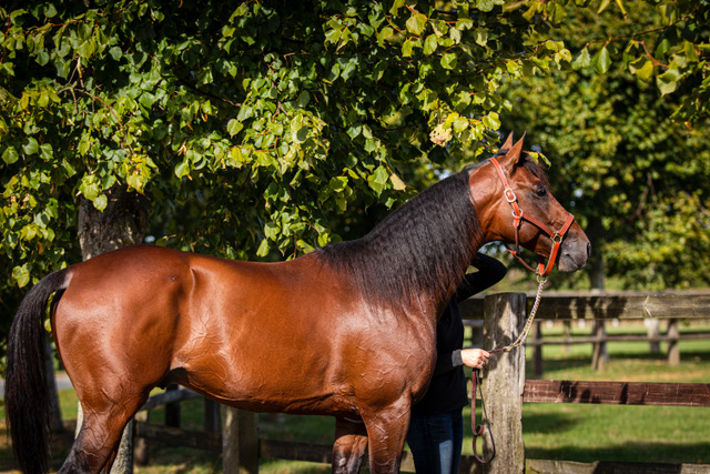 haras de la sauvagère - IDAO DE TILLARD