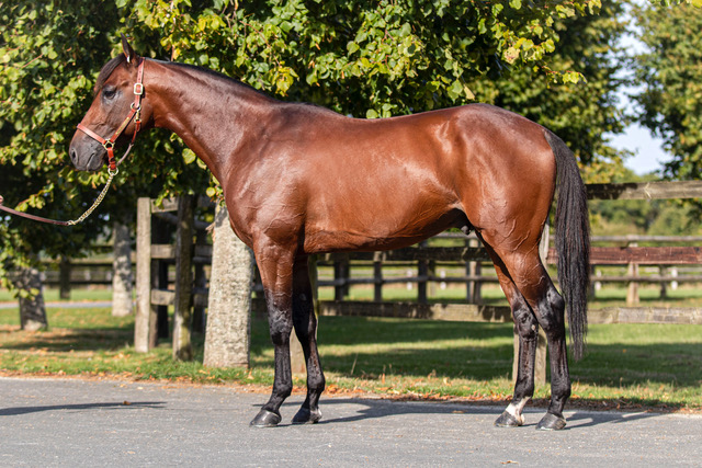haras de la sauvagère - IDAO DE TILLARD
