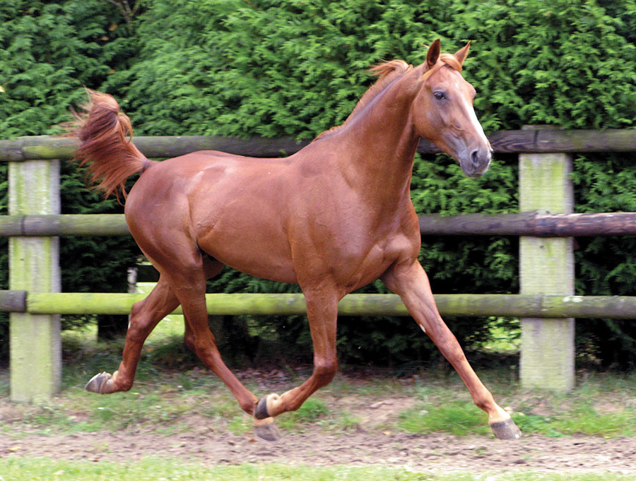 haras de la sauvagère - UNICLOVE