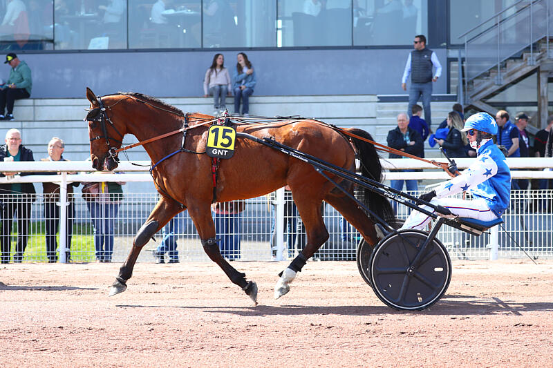 haras de la sauvagère - JACK TONIC