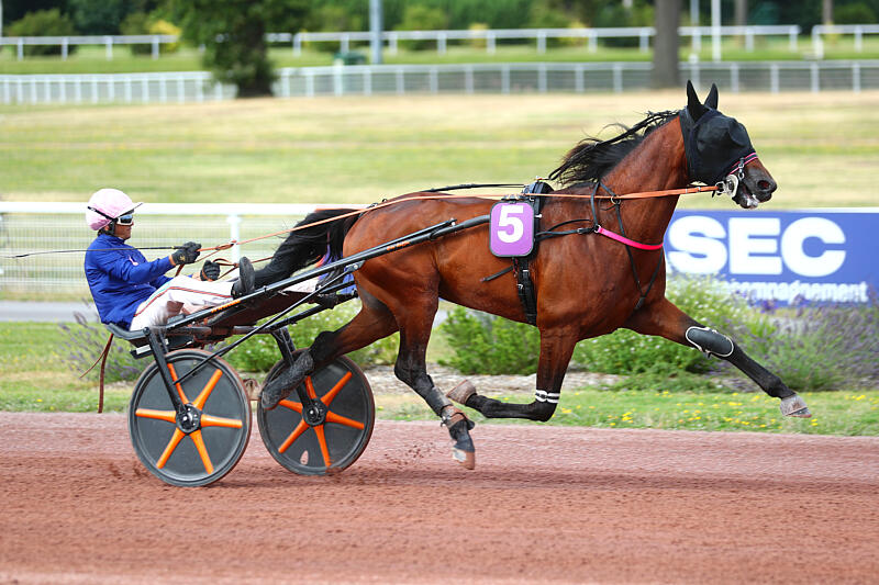 haras de la sauvagère - LOVINO BELLO