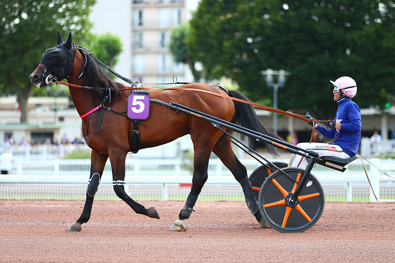 haras de la sauvagère - LOVINO BELLO