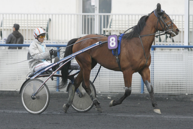 haras de la sauvagère - SAXO DE VANDEL