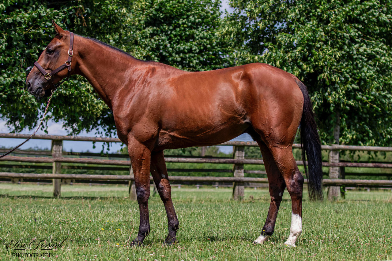 haras de la sauvagère - JACK TONIC
