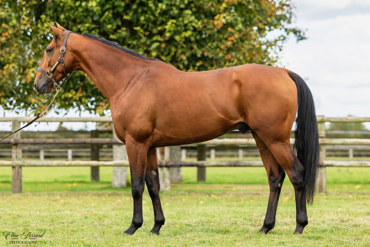 haras de la sauvagère - LANCIER DU GOUTIER