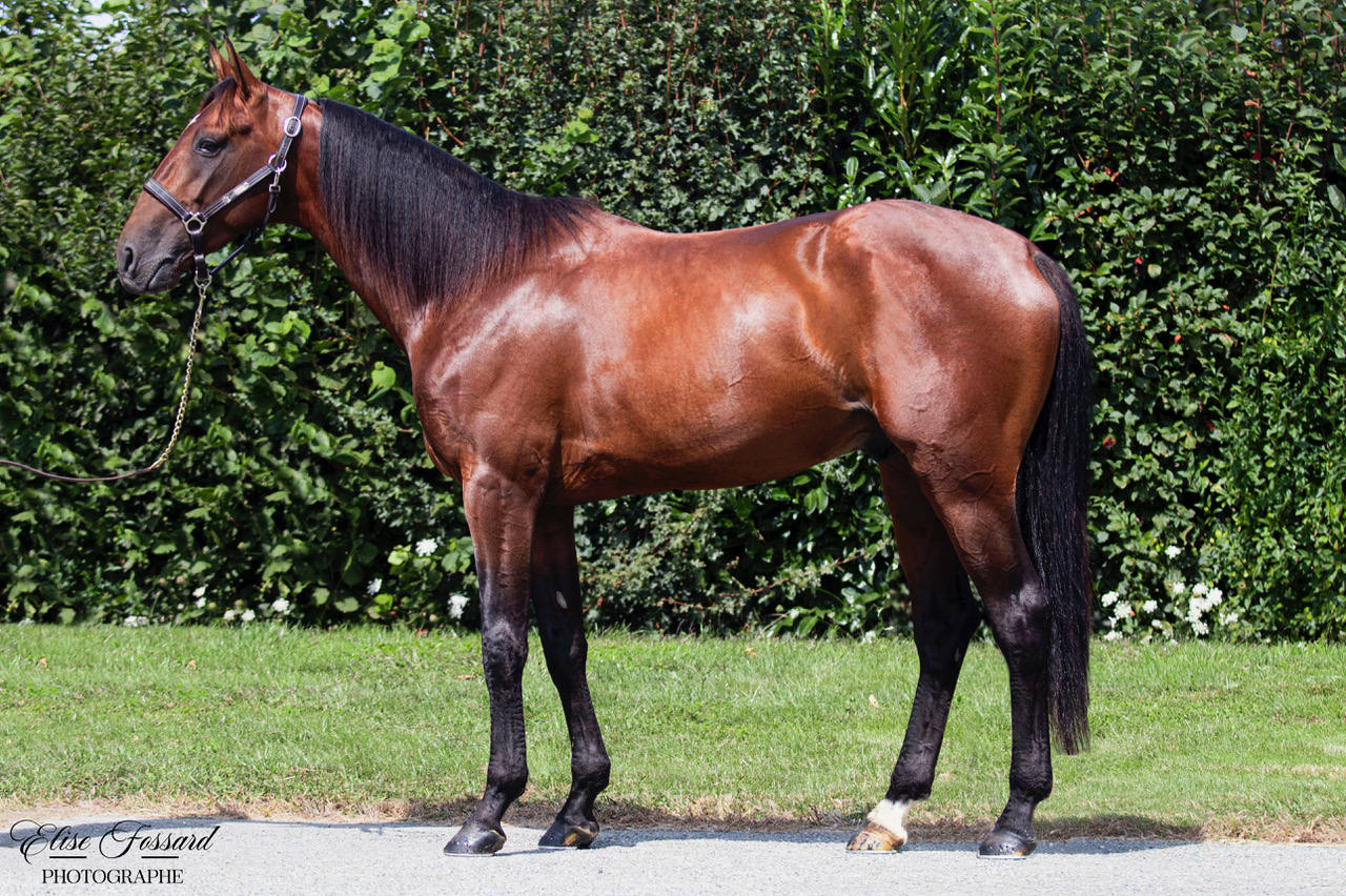 haras de la sauvagère - LOVINO BELLO