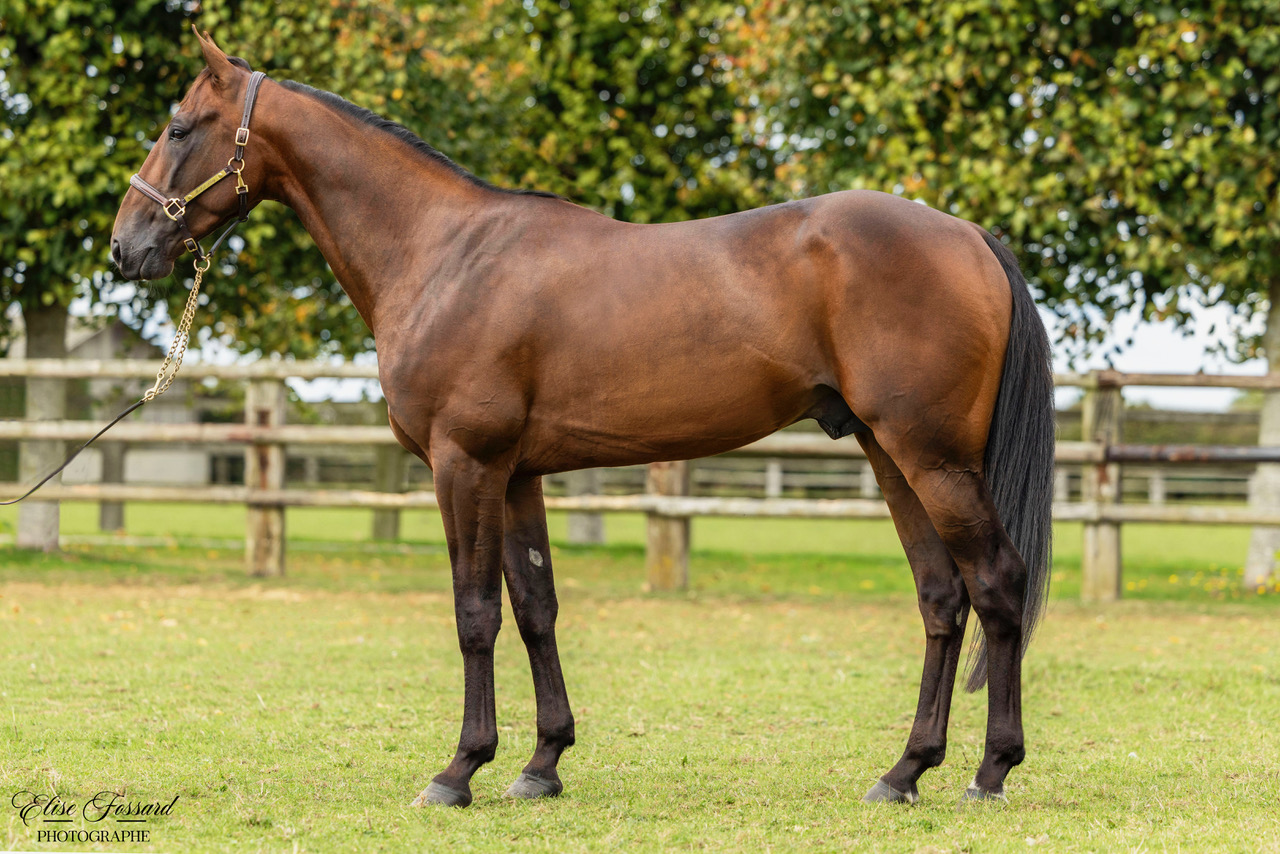 haras de la sauvagère - MACK DE BLARY