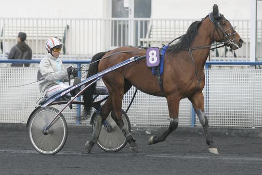 haras de la sauvagère - SAXO DE VANDEL